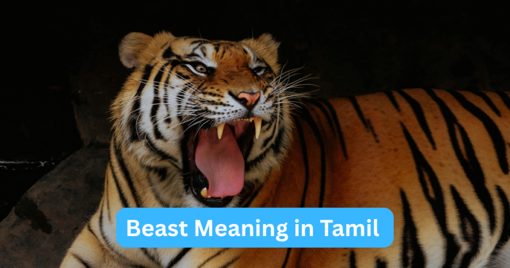 Beast Meaning in Tamil, Beast என்ற ஆங்கிலச் சொல்லின் தமிழ் அர்த்தம்